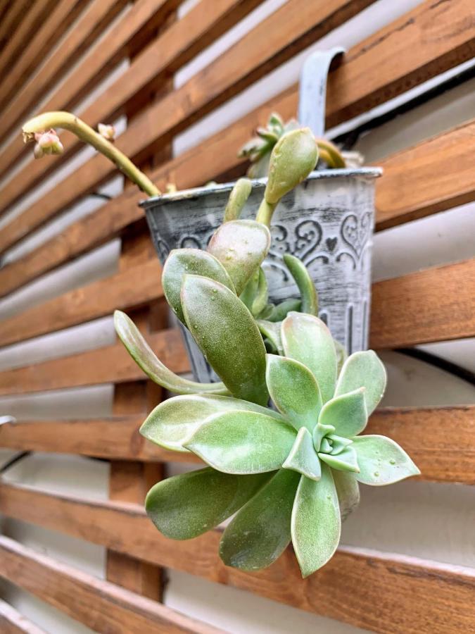 Chic - La Terrasse Bazille - Netflix Appartement *