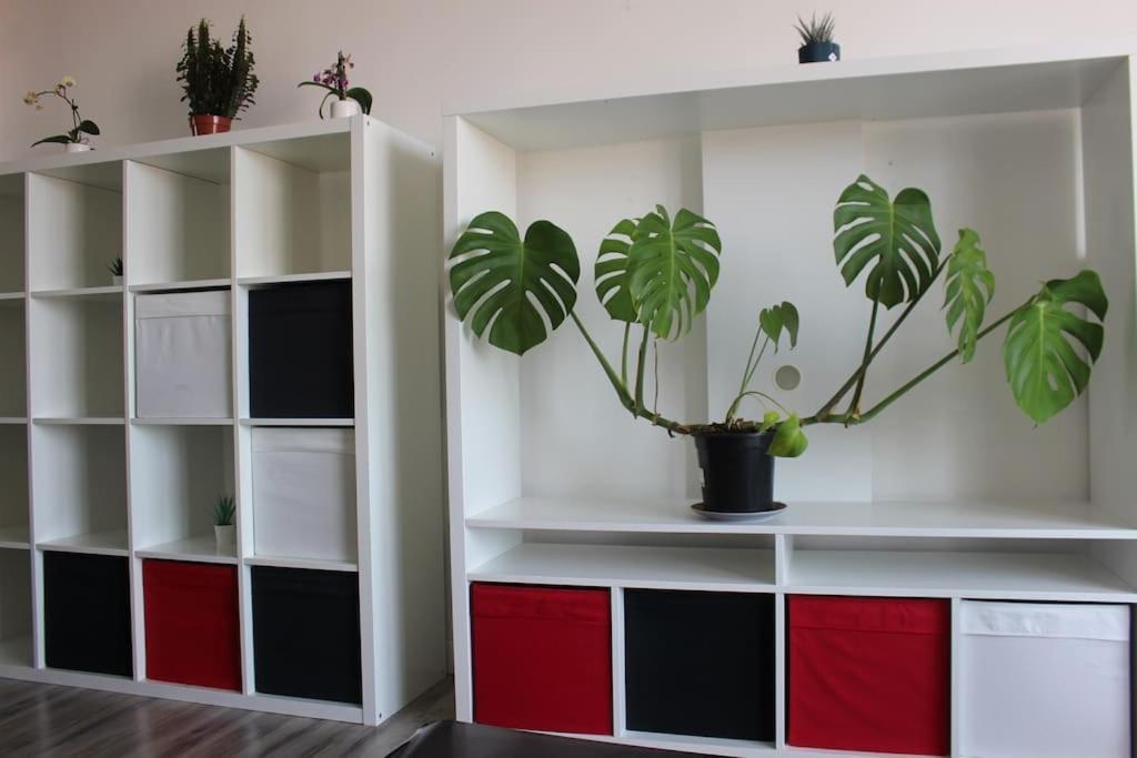 T2 Cosy Proche Parc Peyrou Et Jardin Des Plantes Appartement Montpellier