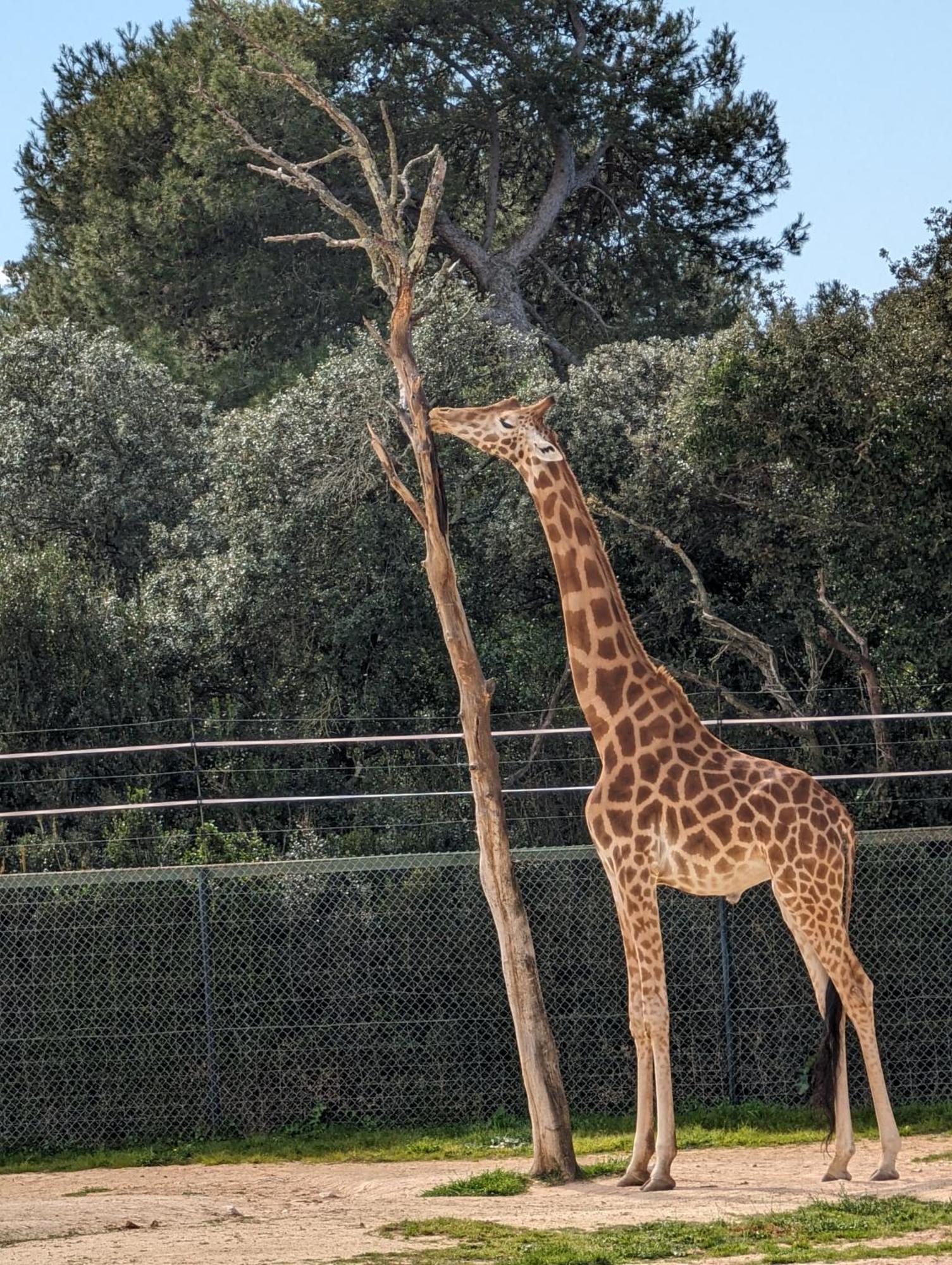 Cosy Au Calme A Cote Du Zoo Avec Balcon Et Parking Securise Montpellier