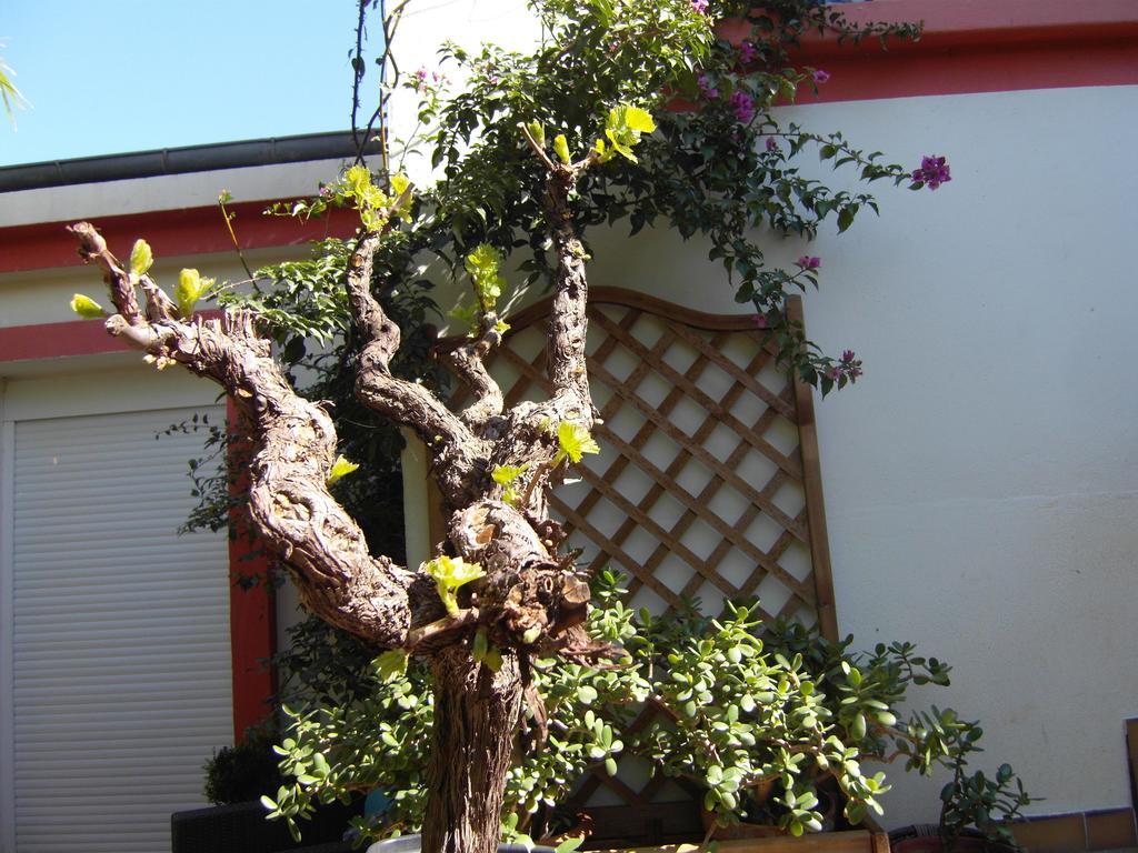 Cielito Lindo Montpellier