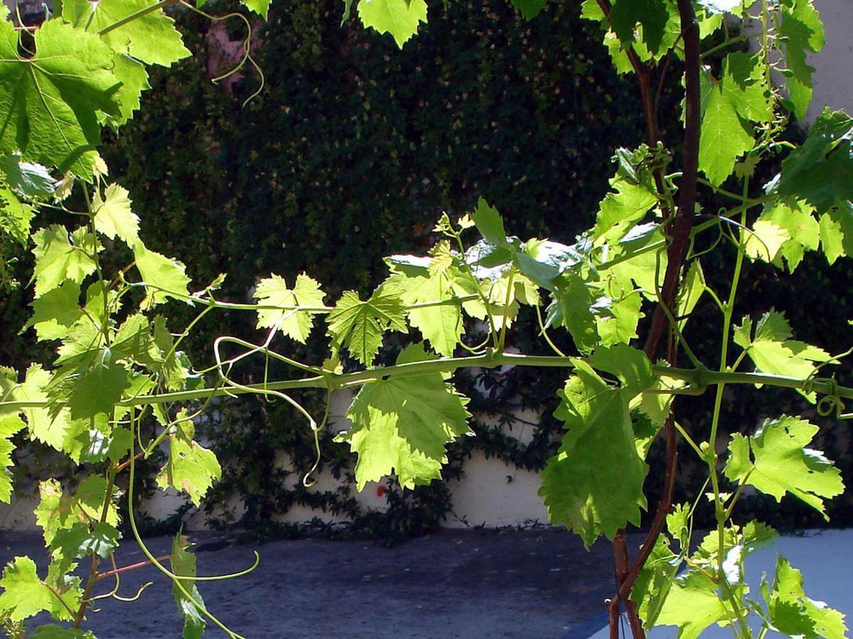 Bed and breakfast Le Clos Chez Michel Montpellier