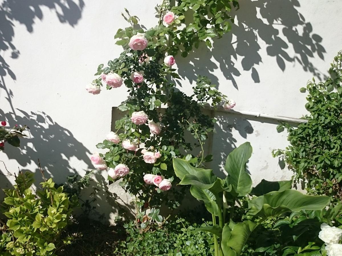 Le Clos Chez Michel Bed and breakfast Montpellier