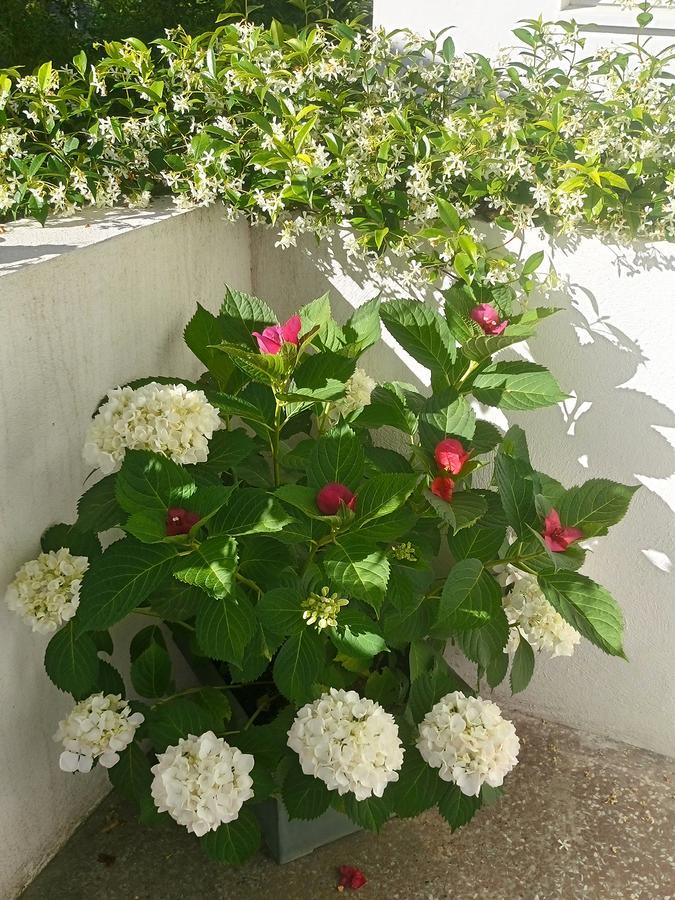 Le Clos Chez Michel Bed & Breakfast